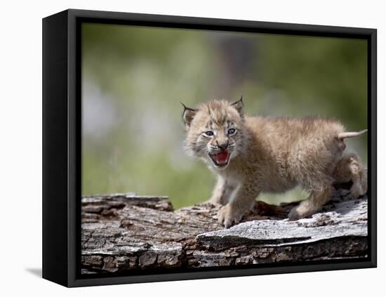 Baby Siberian Lynx or Eurasian Lynx in Captivity, Animals of Montana, Bozeman, Montana, USA-James Hager-Framed Stretched Canvas