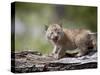 Baby Siberian Lynx or Eurasian Lynx in Captivity, Animals of Montana, Bozeman, Montana, USA-James Hager-Stretched Canvas