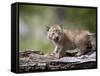 Baby Siberian Lynx or Eurasian Lynx in Captivity, Animals of Montana, Bozeman, Montana, USA-James Hager-Framed Stretched Canvas
