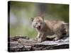 Baby Siberian Lynx or Eurasian Lynx in Captivity, Animals of Montana, Bozeman, Montana, USA-James Hager-Stretched Canvas