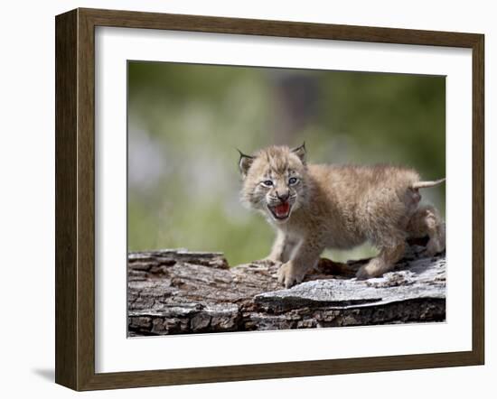 Baby Siberian Lynx or Eurasian Lynx in Captivity, Animals of Montana, Bozeman, Montana, USA-James Hager-Framed Photographic Print