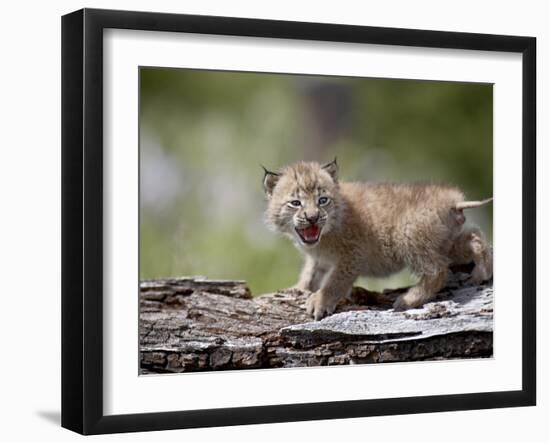 Baby Siberian Lynx or Eurasian Lynx in Captivity, Animals of Montana, Bozeman, Montana, USA-James Hager-Framed Photographic Print