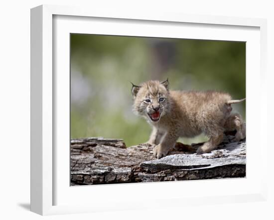 Baby Siberian Lynx or Eurasian Lynx in Captivity, Animals of Montana, Bozeman, Montana, USA-James Hager-Framed Photographic Print