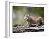 Baby Siberian Lynx or Eurasian Lynx in Captivity, Animals of Montana, Bozeman, Montana, USA-James Hager-Framed Photographic Print