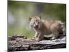 Baby Siberian Lynx or Eurasian Lynx in Captivity, Animals of Montana, Bozeman, Montana, USA-James Hager-Mounted Photographic Print