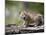 Baby Siberian Lynx or Eurasian Lynx in Captivity, Animals of Montana, Bozeman, Montana, USA-James Hager-Mounted Photographic Print