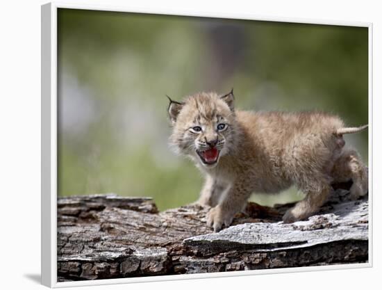 Baby Siberian Lynx or Eurasian Lynx in Captivity, Animals of Montana, Bozeman, Montana, USA-James Hager-Framed Photographic Print