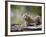 Baby Siberian Lynx or Eurasian Lynx in Captivity, Animals of Montana, Bozeman, Montana, USA-James Hager-Framed Photographic Print