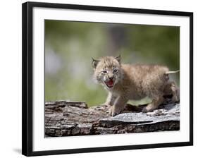 Baby Siberian Lynx or Eurasian Lynx in Captivity, Animals of Montana, Bozeman, Montana, USA-James Hager-Framed Photographic Print