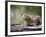 Baby Siberian Lynx or Eurasian Lynx in Captivity, Animals of Montana, Bozeman, Montana, USA-James Hager-Framed Photographic Print