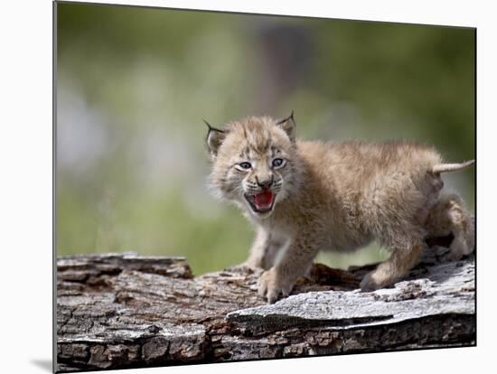 Baby Siberian Lynx or Eurasian Lynx in Captivity, Animals of Montana, Bozeman, Montana, USA-James Hager-Mounted Photographic Print