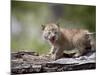 Baby Siberian Lynx or Eurasian Lynx in Captivity, Animals of Montana, Bozeman, Montana, USA-James Hager-Mounted Photographic Print