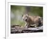 Baby Siberian Lynx or Eurasian Lynx in Captivity, Animals of Montana, Bozeman, Montana, USA-James Hager-Framed Photographic Print