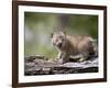 Baby Siberian Lynx or Eurasian Lynx in Captivity, Animals of Montana, Bozeman, Montana, USA-James Hager-Framed Photographic Print