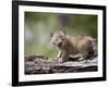 Baby Siberian Lynx or Eurasian Lynx in Captivity, Animals of Montana, Bozeman, Montana, USA-James Hager-Framed Photographic Print