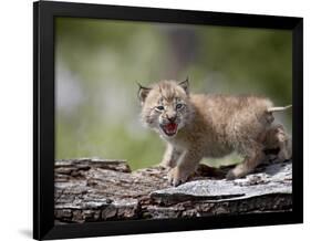 Baby Siberian Lynx or Eurasian Lynx in Captivity, Animals of Montana, Bozeman, Montana, USA-James Hager-Framed Photographic Print