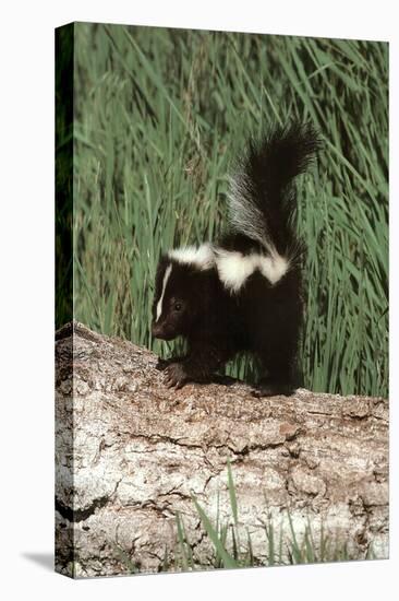 Baby Skunk (On Log) Art Poster Print-null-Stretched Canvas