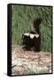 Baby Skunk (On Log) Art Poster Print-null-Framed Stretched Canvas