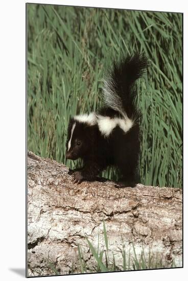 Baby Skunk (On Log) Art Poster Print-null-Mounted Poster