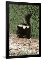 Baby Skunk (On Log) Art Poster Print-null-Framed Poster