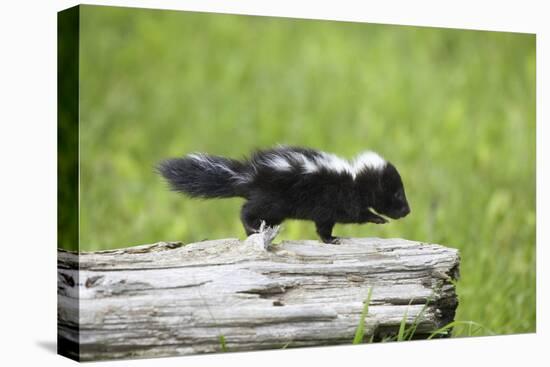 Baby Skunk on Log-W. Perry Conway-Stretched Canvas