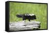 Baby Skunk on Log-W. Perry Conway-Framed Stretched Canvas