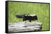 Baby Skunk on Log-W. Perry Conway-Framed Stretched Canvas