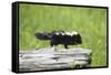 Baby Skunk on Log-W. Perry Conway-Framed Stretched Canvas