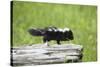 Baby Skunk on Log-W. Perry Conway-Stretched Canvas