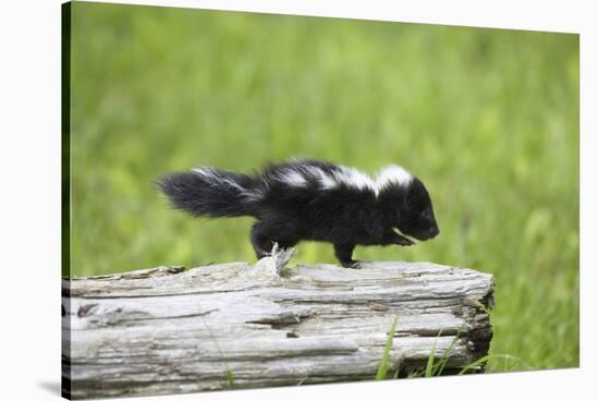 Baby Skunk on Log-W. Perry Conway-Stretched Canvas