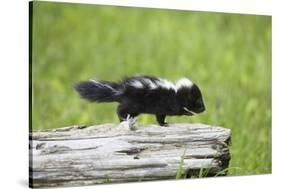 Baby Skunk on Log-W. Perry Conway-Stretched Canvas