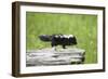 Baby Skunk on Log-W. Perry Conway-Framed Photographic Print