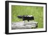 Baby Skunk on Log-W. Perry Conway-Framed Photographic Print