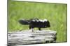 Baby Skunk on Log-W. Perry Conway-Mounted Photographic Print