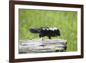 Baby Skunk on Log-W. Perry Conway-Framed Photographic Print