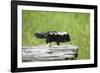 Baby Skunk on Log-W. Perry Conway-Framed Photographic Print