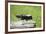 Baby Skunk on Log-W. Perry Conway-Framed Photographic Print