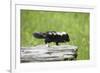 Baby Skunk on Log-W. Perry Conway-Framed Photographic Print