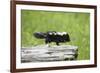 Baby Skunk on Log-W. Perry Conway-Framed Photographic Print