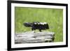 Baby Skunk on Log-W. Perry Conway-Framed Photographic Print