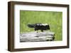 Baby Skunk on Log-W. Perry Conway-Framed Photographic Print