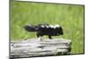 Baby Skunk on Log-W. Perry Conway-Mounted Photographic Print