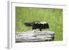 Baby Skunk on Log-W. Perry Conway-Framed Photographic Print