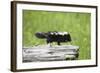 Baby Skunk on Log-W. Perry Conway-Framed Photographic Print