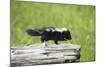 Baby Skunk on Log-W. Perry Conway-Mounted Photographic Print