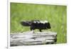 Baby Skunk on Log-W. Perry Conway-Framed Photographic Print