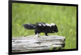 Baby Skunk on Log-W. Perry Conway-Framed Photographic Print