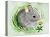 Baby Spring Animals VI-Alicia Ludwig-Stretched Canvas