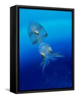 Baby Squid-null-Framed Stretched Canvas