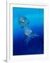 Baby Squid-null-Framed Photographic Print